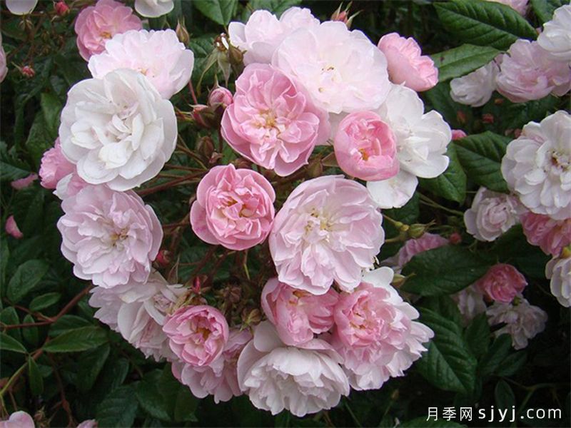 漂亮的花边月季/梅赫伦花边Dentelle de Malines(图1)
