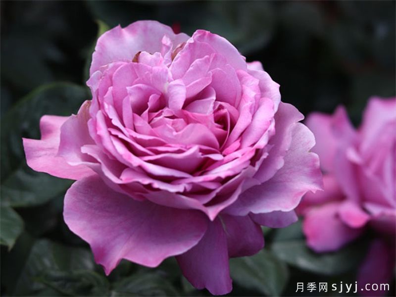 缥缈月季(图2)