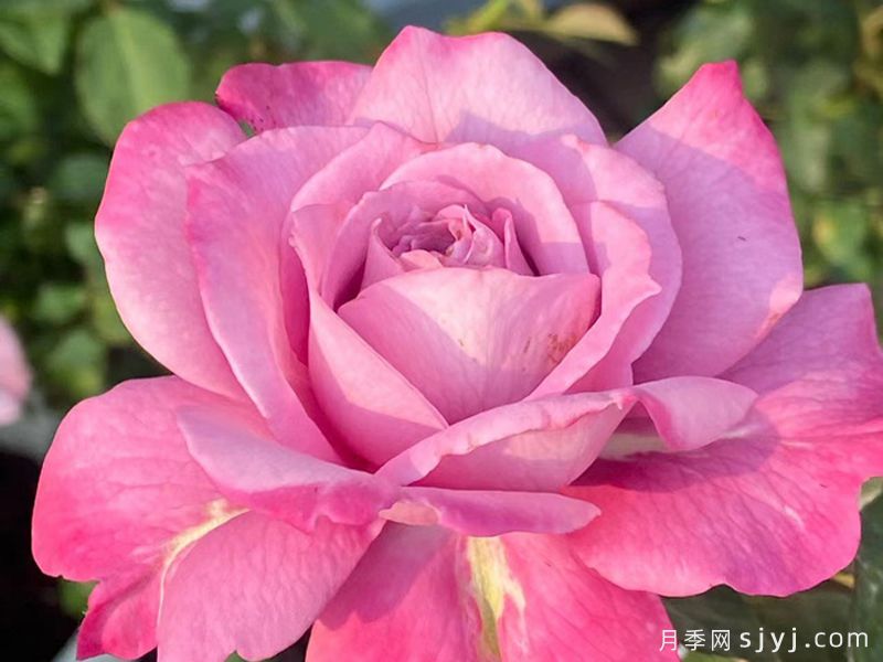 缥缈月季(图4)