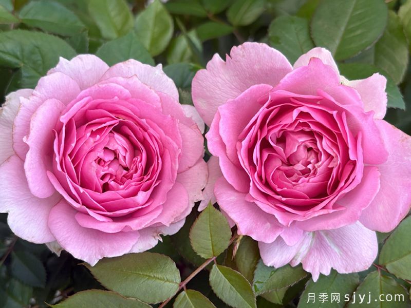 凝脂月季(图4)
