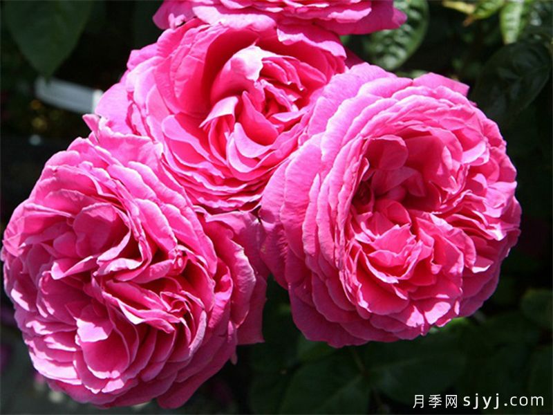 娜奥米月季/糯米/内奥米Naomi Renaissance(图3)