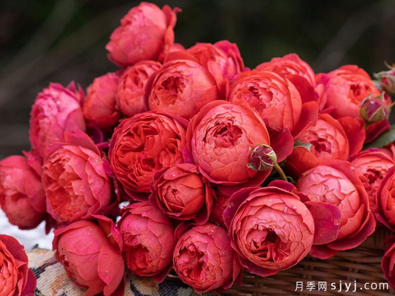 朱砂碗月季(图2)