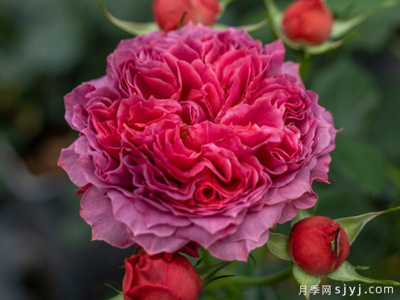朱砂碗月季(图4)