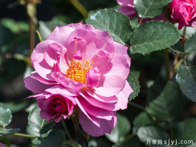 织霞月季(图5)