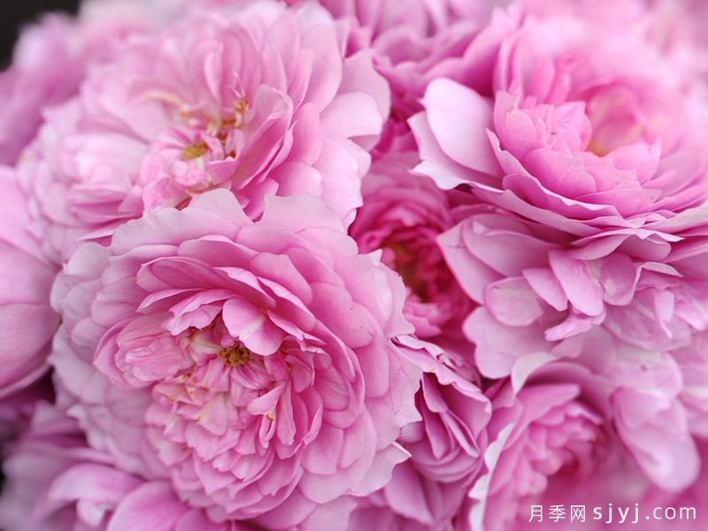 织霞月季(图3)