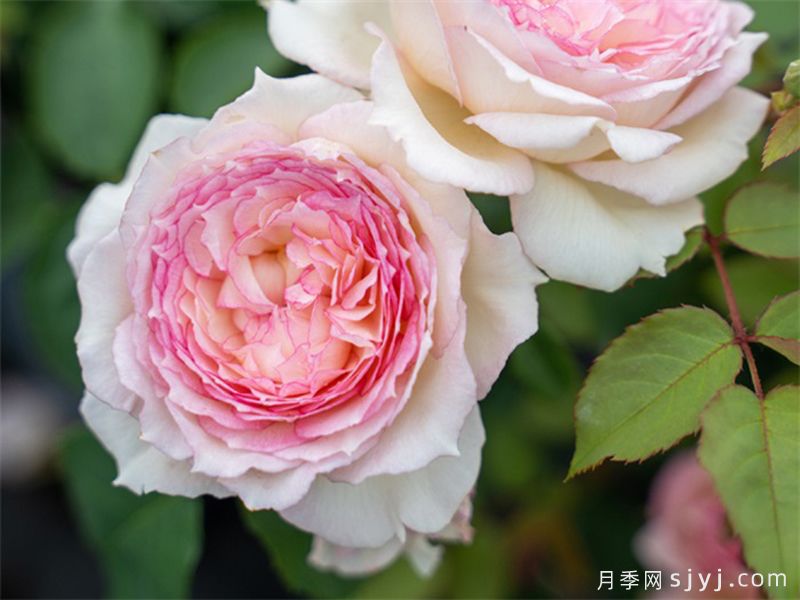 玉碗纱月季(图1)