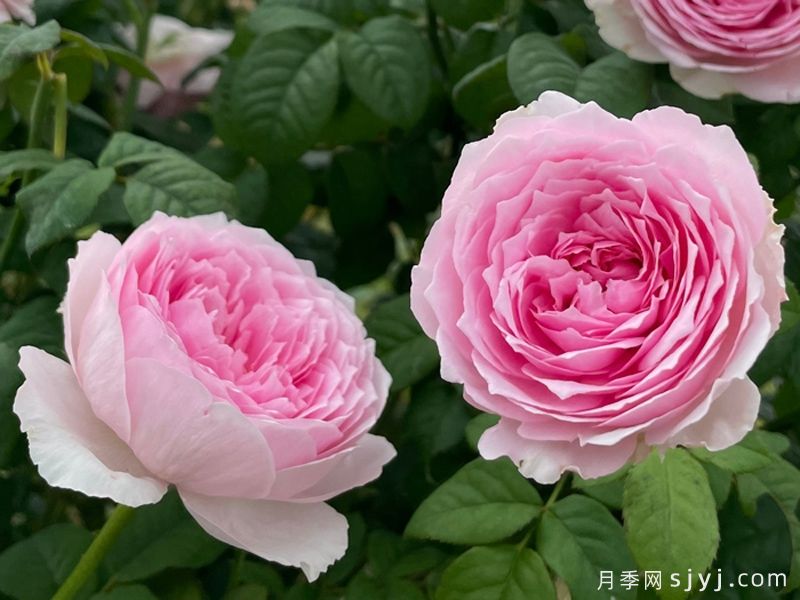 玉环鸣月季(图3)