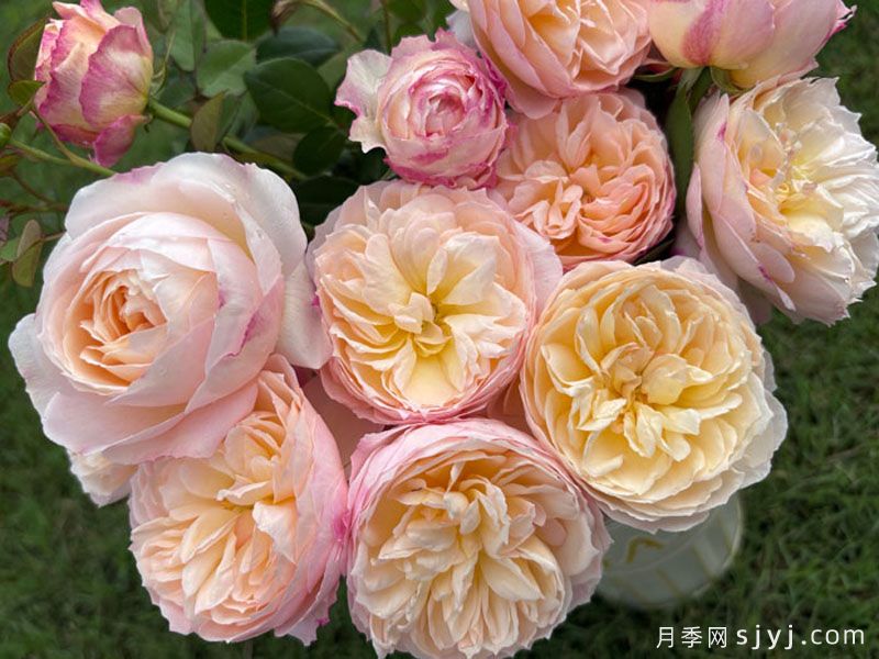 有晴月季(图3)
