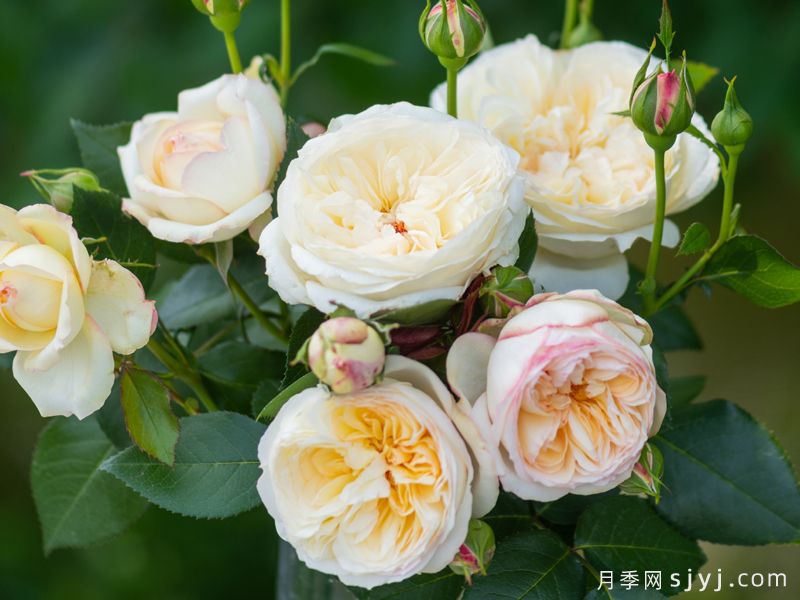 有晴月季(图4)