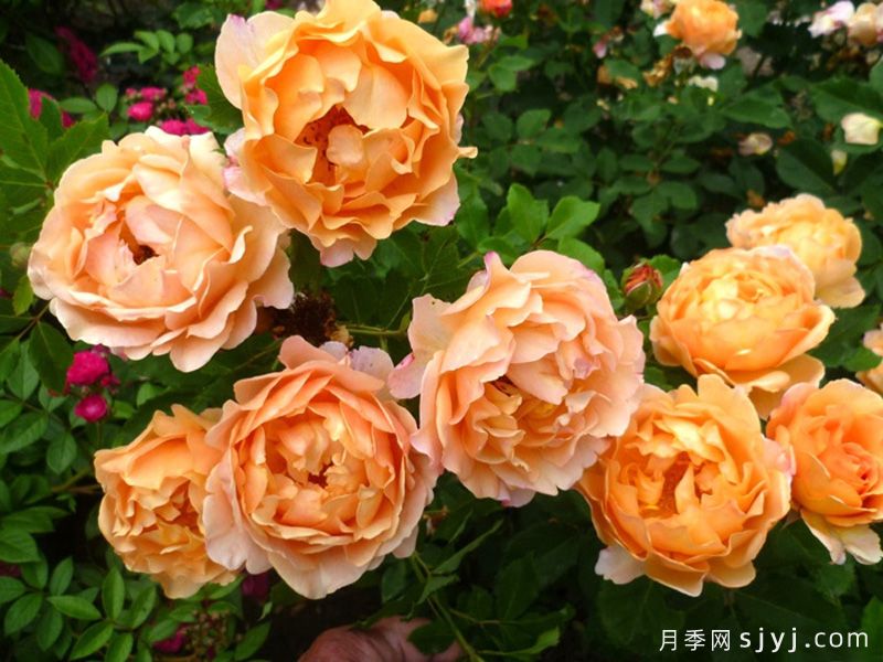 阳光世界月季/圣阿德里安月季Sonnenwelt(图2)