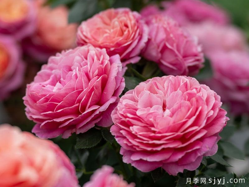 星尘月季(图2)