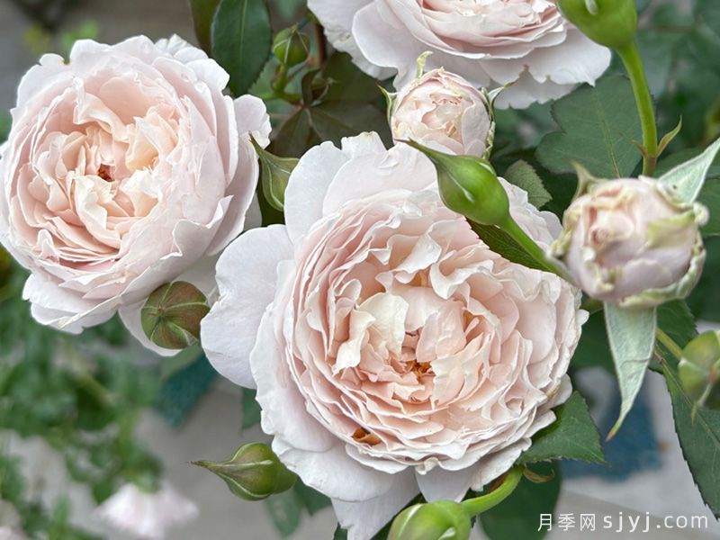 羞云月季(图4)