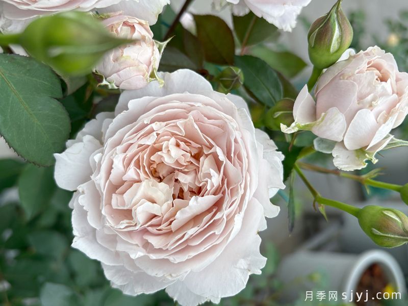 羞云月季(图3)