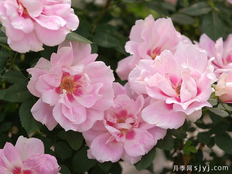 星眸月季(图3)