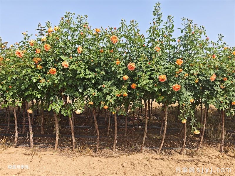 夏洛特夫人树状月季(图2)