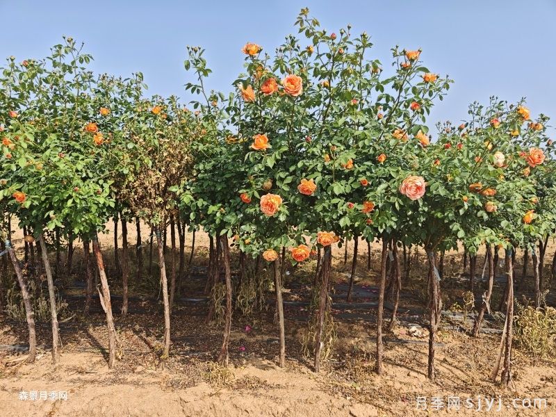 夏洛特夫人树状月季(图4)