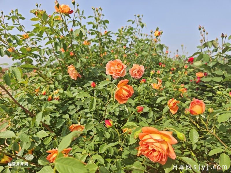 夏洛特夫人树状月季(图5)