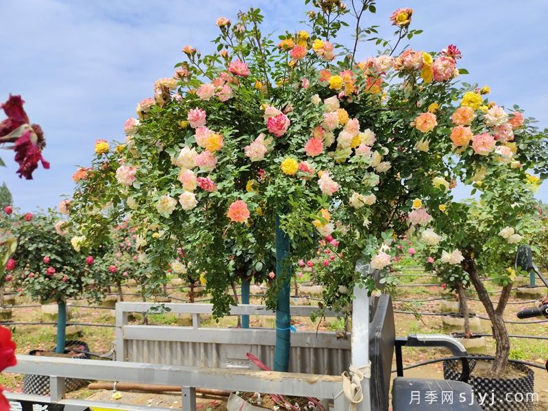 藤彩虹树状月季(图3)