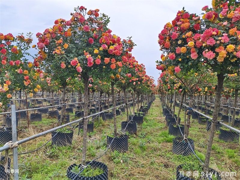 藤彩虹树状月季(图5)