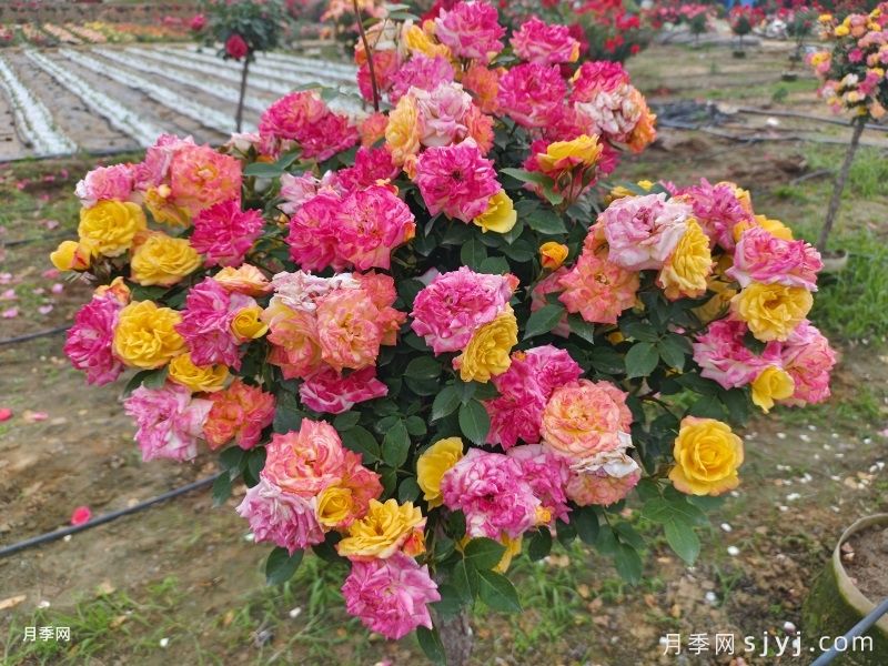 藤彩虹树状月季(图6)