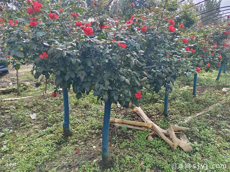 北京红树状月季(图4)