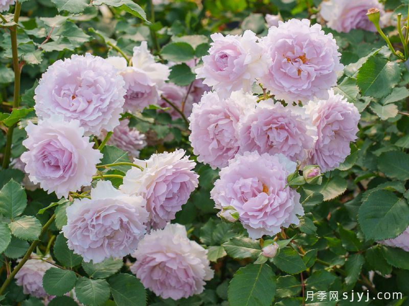 水云间月季(图3) 水云间月季(图3)