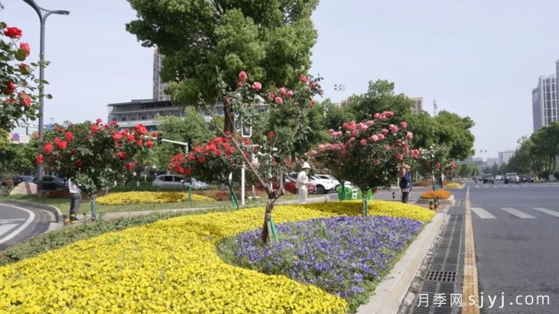 宁乡数万株树状月季，扮靓城市生态新风景(图1)