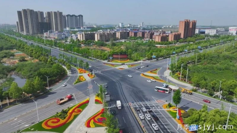 宁乡数万株树状月季，扮靓城市生态新风景(图3)