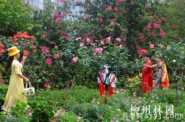 柳州园林科技园百株树状月季绚烂绽放(图2)