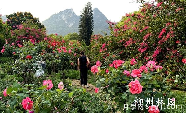 柳州园林科技园百株树状月季绚烂绽放(图3)