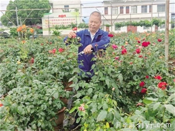 南阳月季基地吴丰朝，匠心育月季(图1)