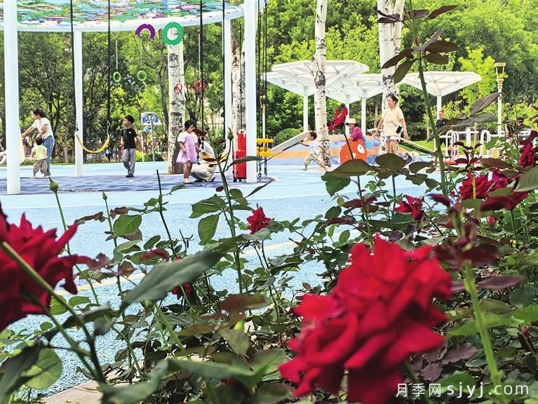 太原月季再度盛开，为夏日增添美景(图1)