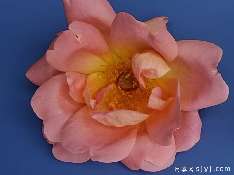 杏黄粉影月季(图1)