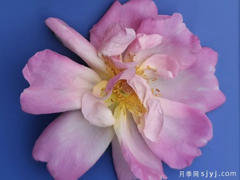 杏黄粉影月季(图2)