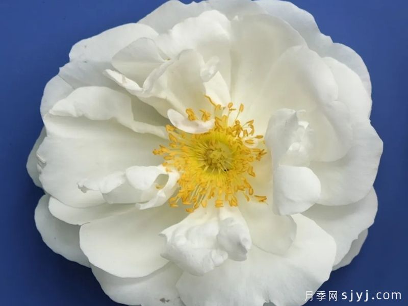 蜜酪冰团月季(图1)
