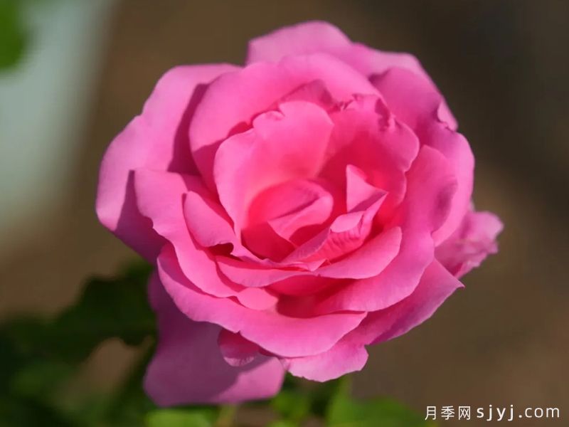 奇迹月季(图1)