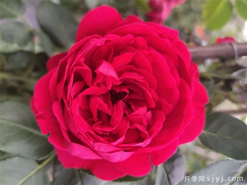佛罗伦蒂娜月季与红龙月季哪个好？(图2)