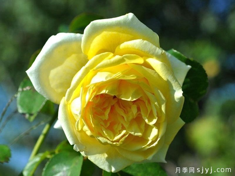 推荐20款大型藤本月季，稀有品种，好养抗病(图3)
