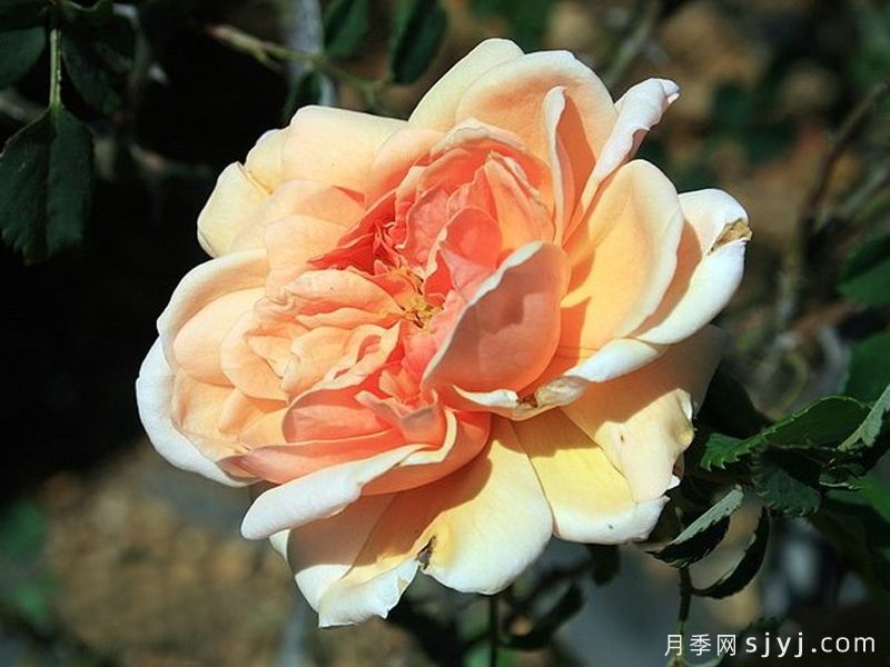 鲜杏月季Apricot Glow(图3) 鲜杏月季Apricot Glow(图3)