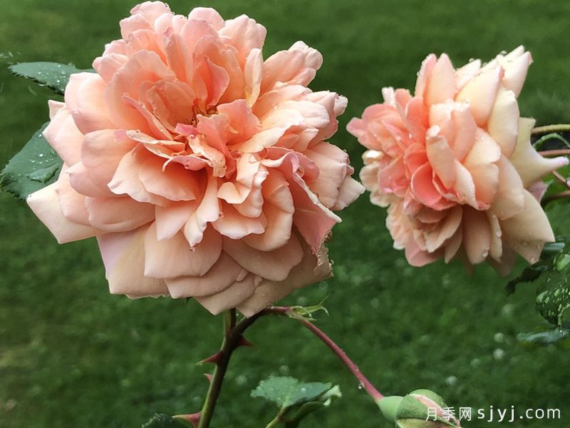 鲜杏月季Apricot Glow(图2) 鲜杏月季Apricot Glow(图2)