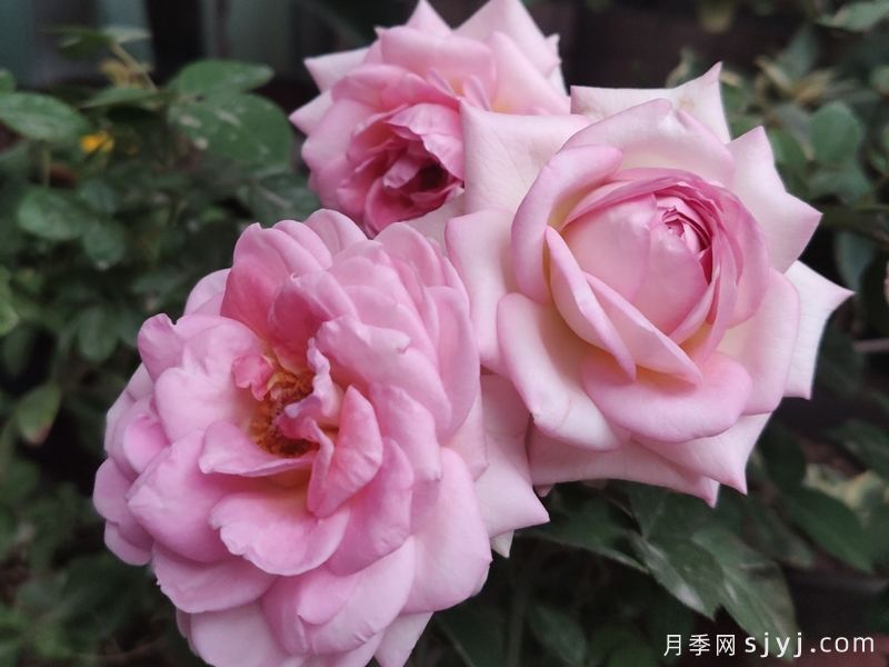 古董柯德娜月季/古董科德娜Antike Kordana(图2)