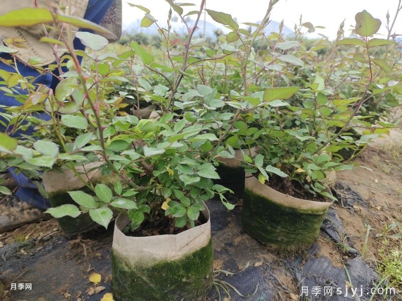 种植盆栽月季花用什么土好？(图2)