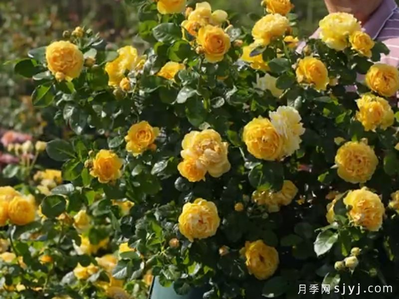 金盏月季(图1)