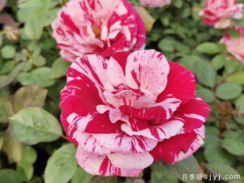 月季之美，在于持久不衰的芬芳(图1)