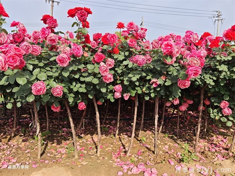 月季之美，在于持久不衰的芬芳(图2)