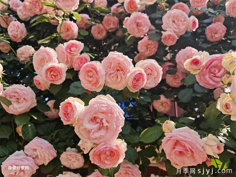 月季之美，在于持久不衰的芬芳(图5)