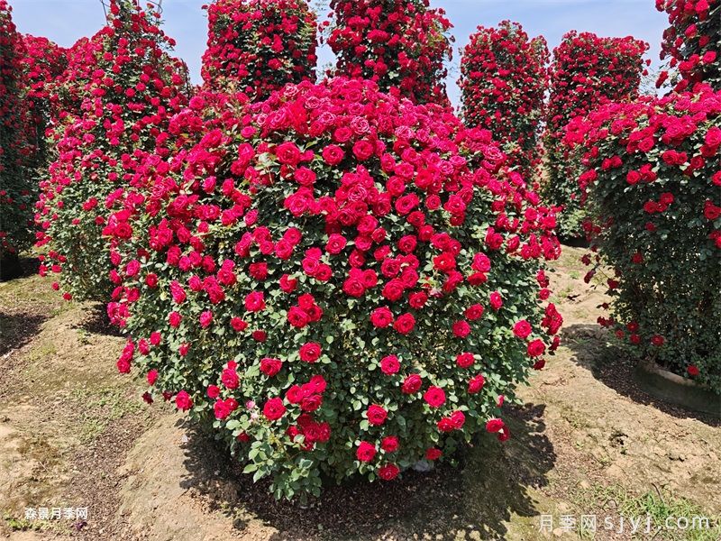 精品月季花球价格，南阳造型月季基地(图2)