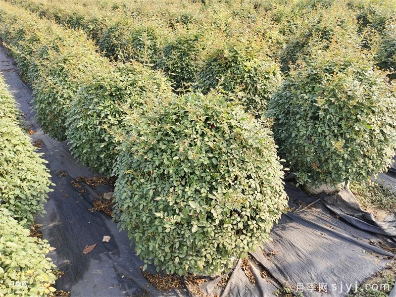 精品月季花球价格，南阳造型月季基地(图3)