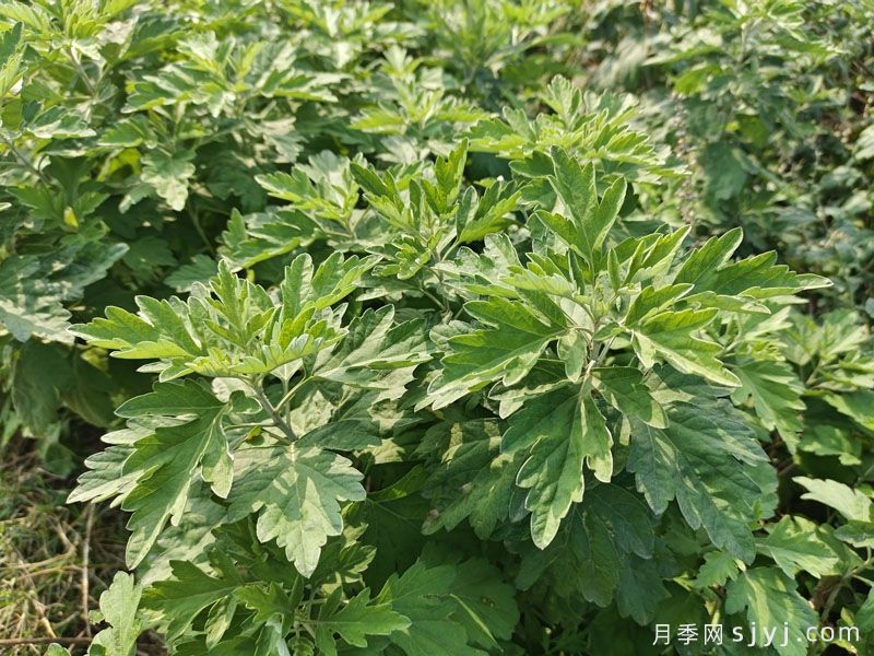 南阳月季艾草种植聚集区，蒲山镇华丽转身(图2)