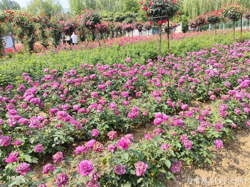 南阳鲜切花月季产业项目如何发展起来？(图2)